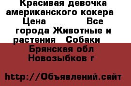 Красивая девочка американского кокера › Цена ­ 35 000 - Все города Животные и растения » Собаки   . Брянская обл.,Новозыбков г.